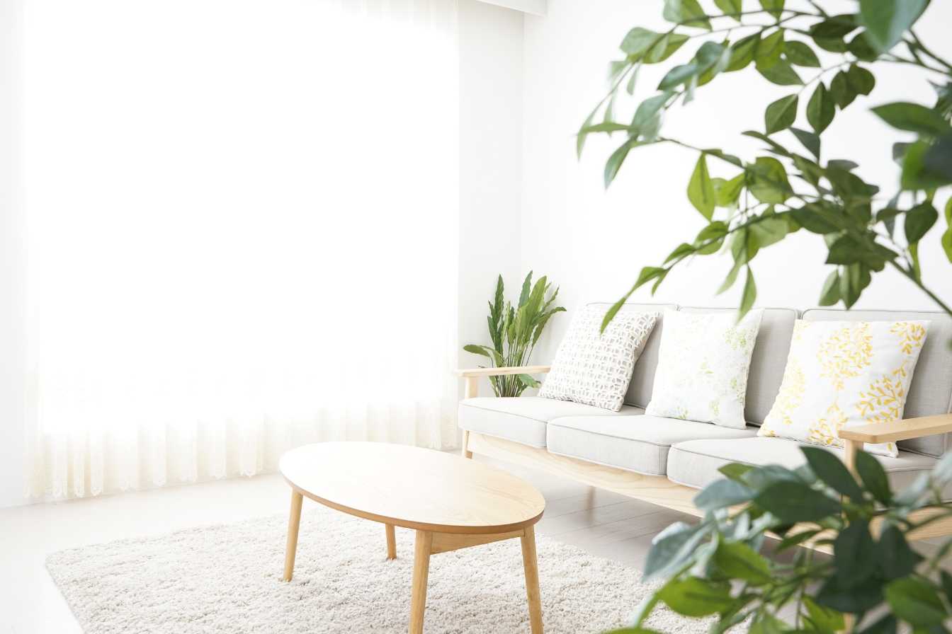 Plante Verte Salon Éclatant 2 Plante Verte Salon Éclatant 2