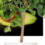 citronnier en pot taille 1