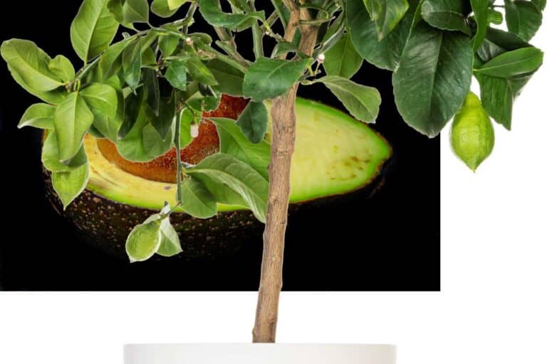 citronnier en pot taille 1