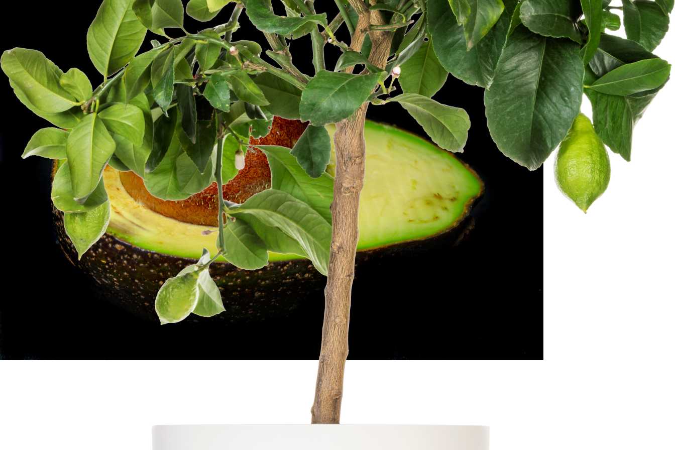 citronnier en pot taille 1