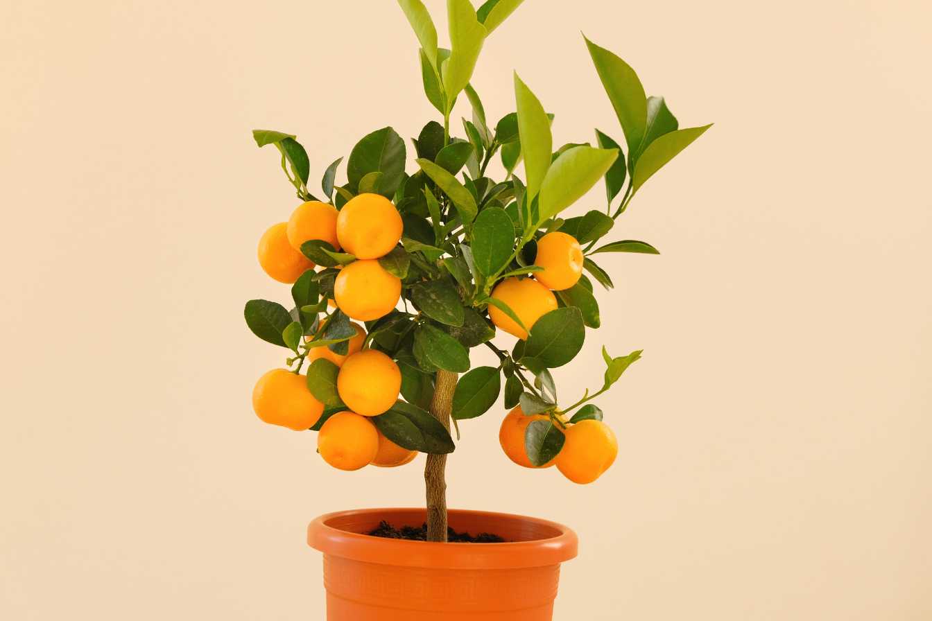 citronnier-en-pot-taille-2