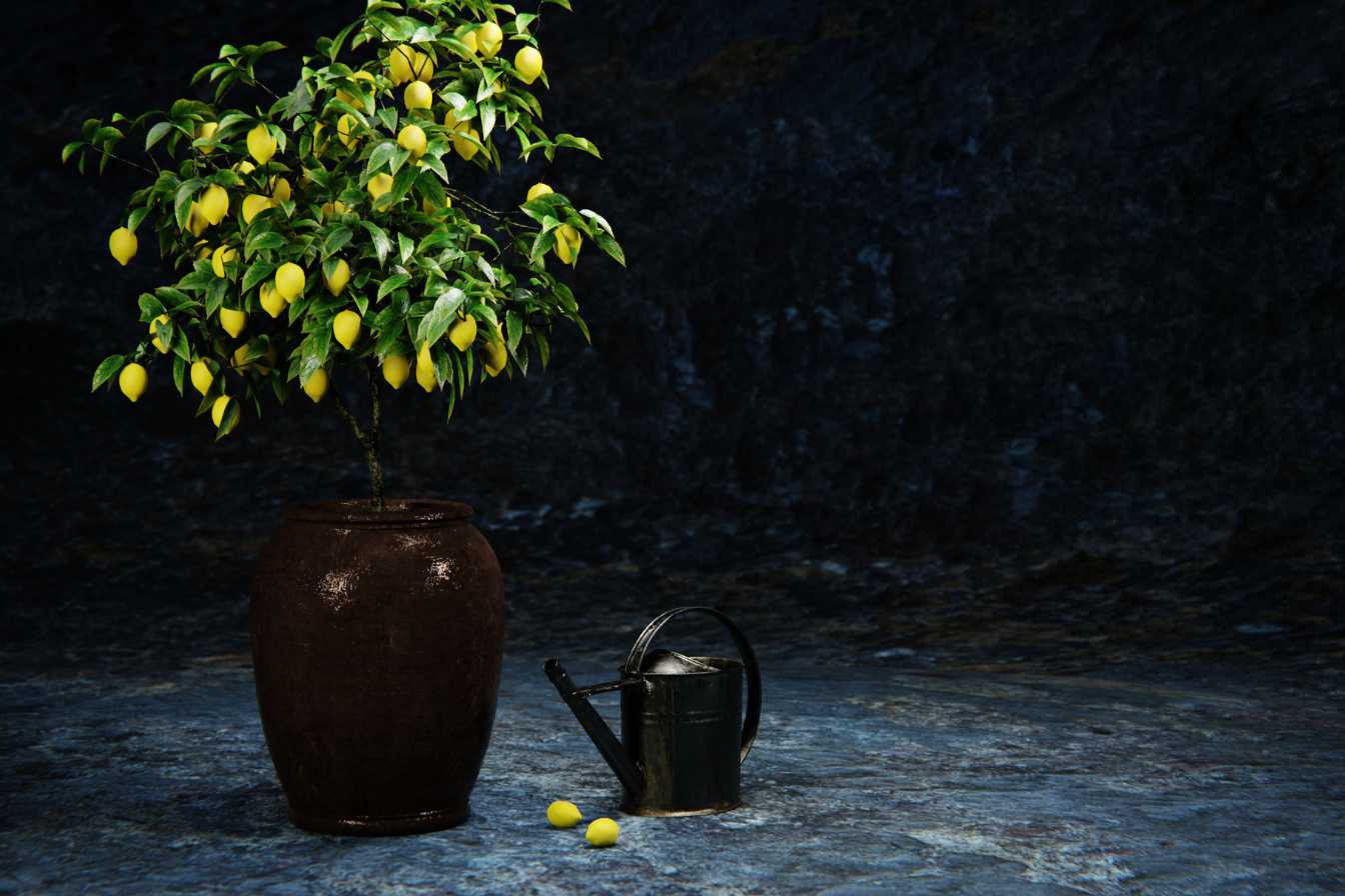citronnier-en-pot-taille-3