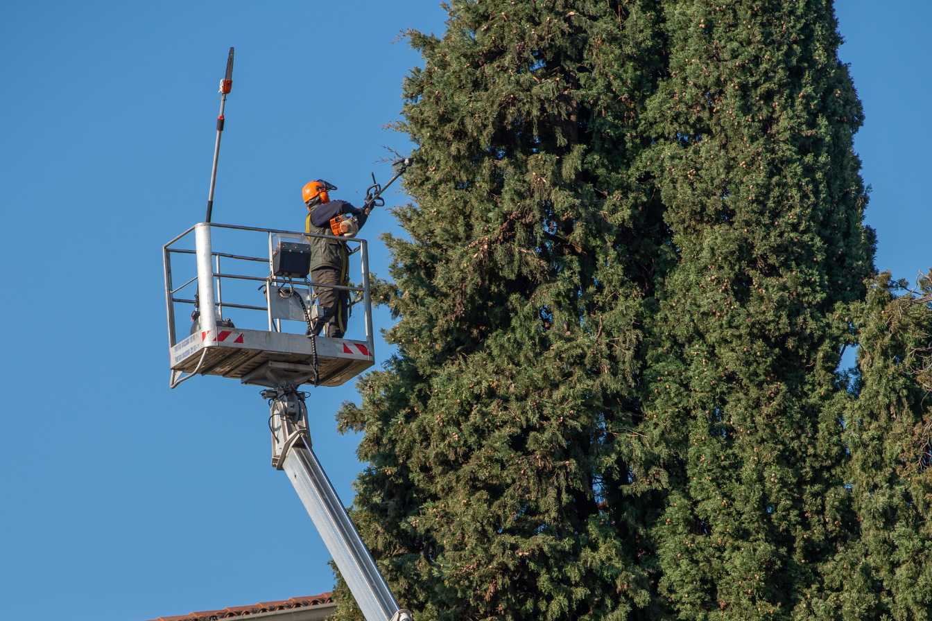 comment-faire-crever-un-arbre-genant-3