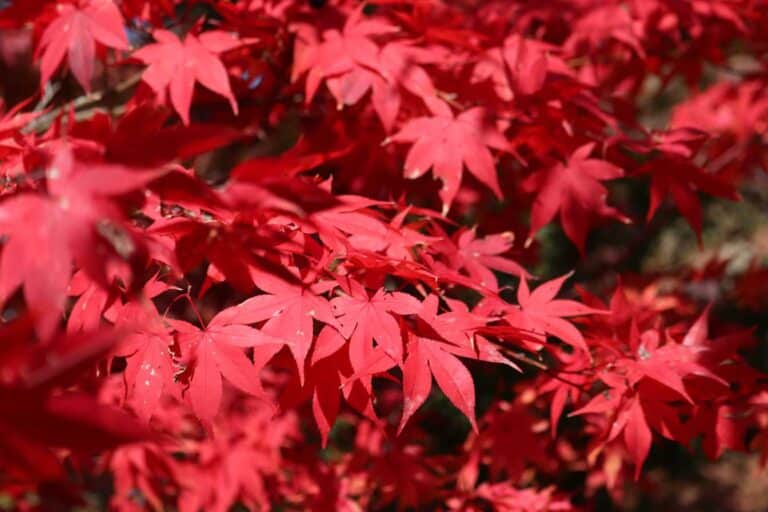 erables du japon plantation 1