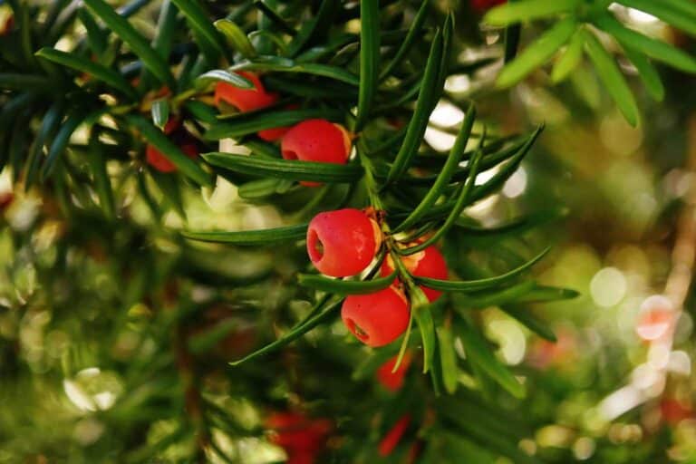 if taxus baccata en jardiniere comment planter et entretenir votre conifere 1