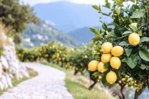 maladie citronnier identifier prevenir et traiter les 10 problemes les plus frequents 1