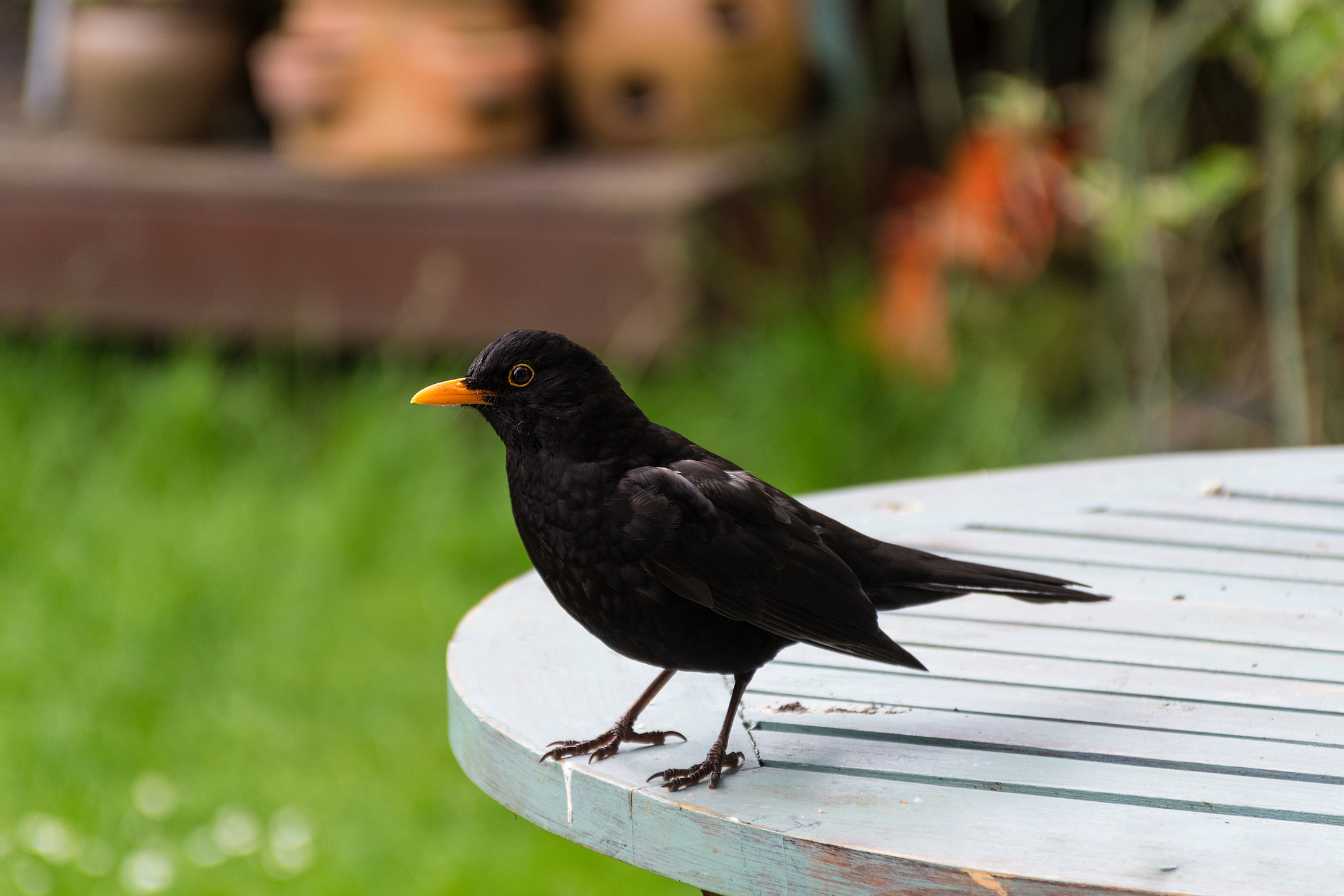 merle-dans-mon-jardin-significations-symbolisme-et-comment-l-accueillir-2