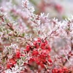 plante exterieur hiver 1