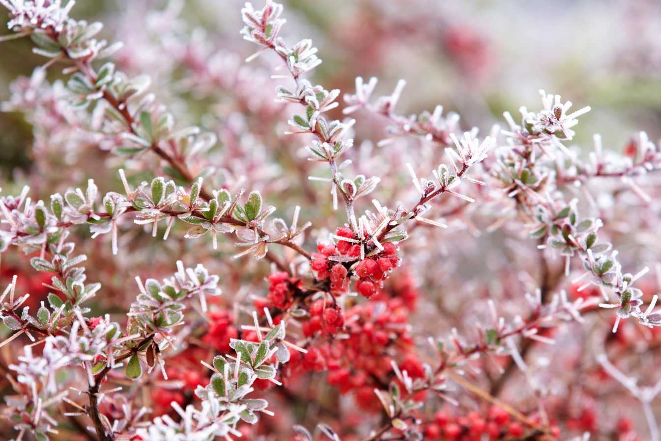 plante exterieur hiver 1