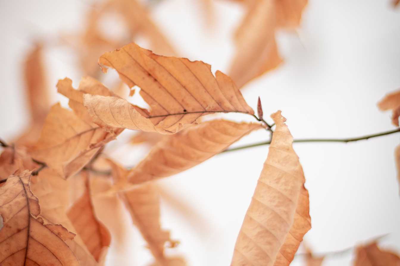 plante-exterieur-hiver-2