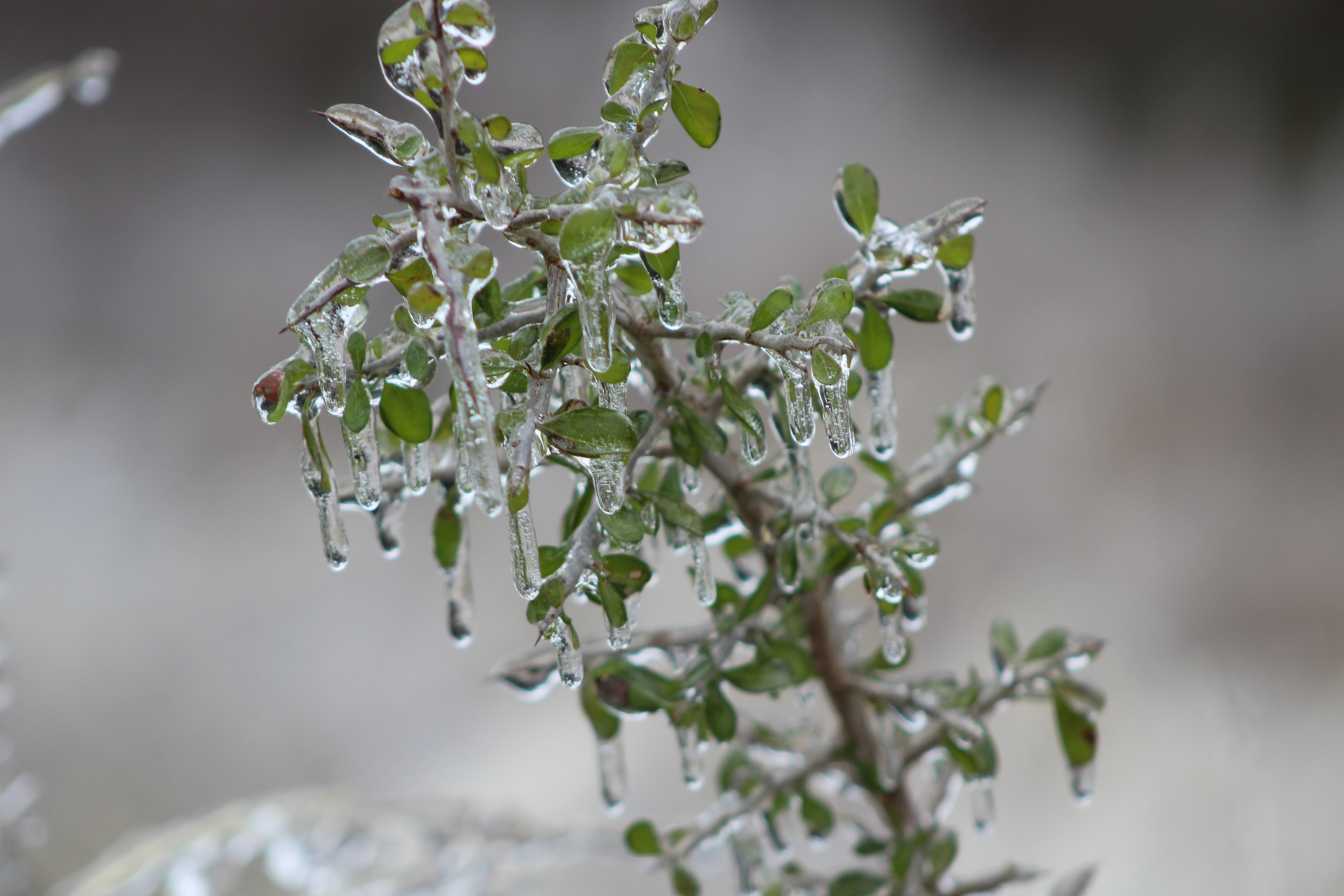 plante-exterieur-hiver-3