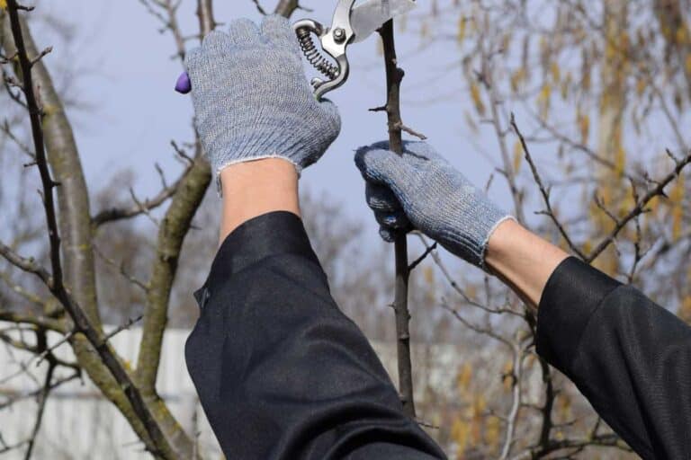 quand tailler un prunus 1