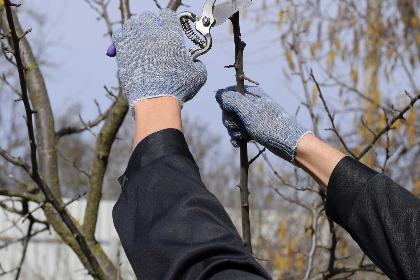 quand tailler un prunus 1