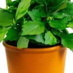 que planter dans un pot haut et etroit 1