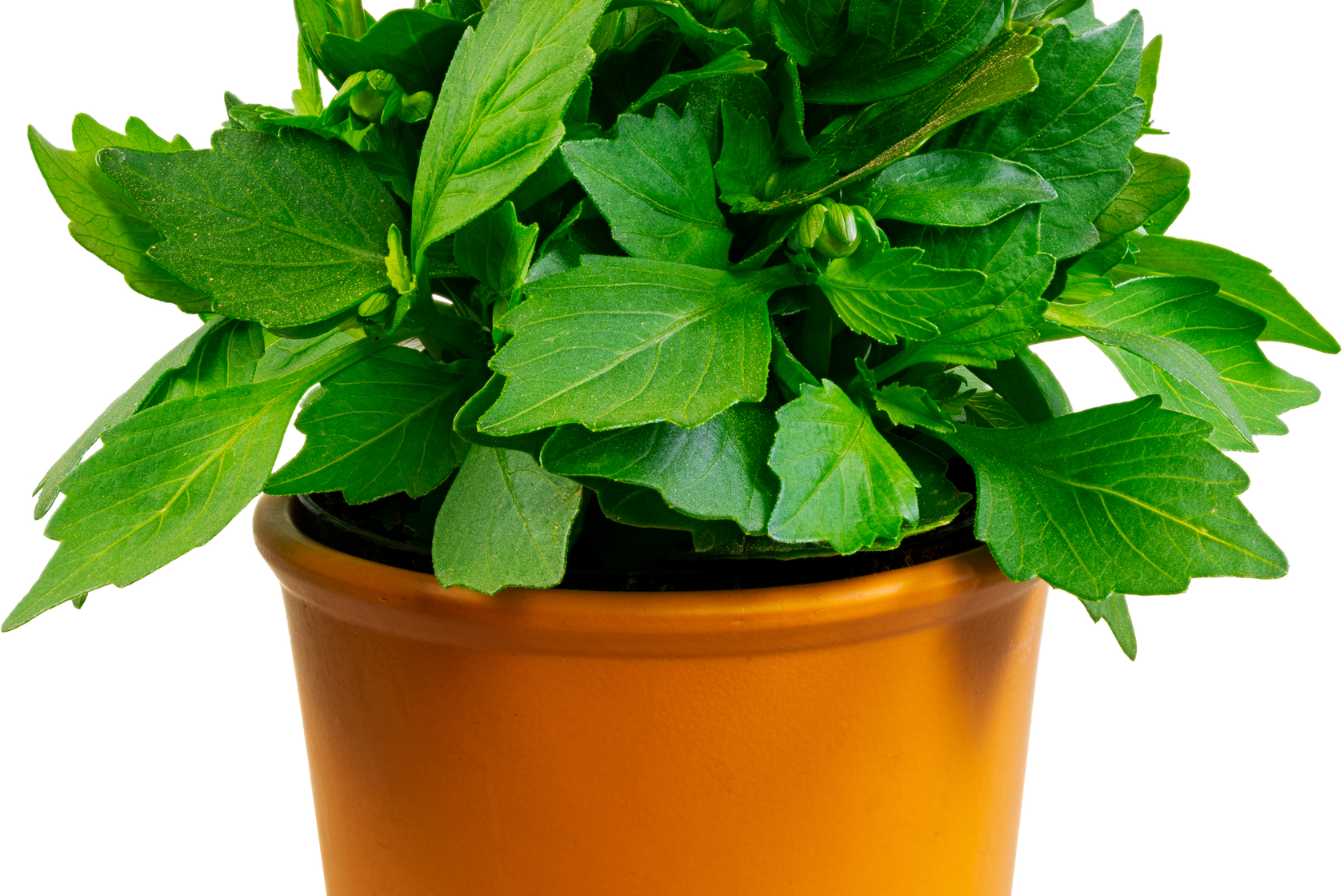 que planter dans un pot haut et etroit 1